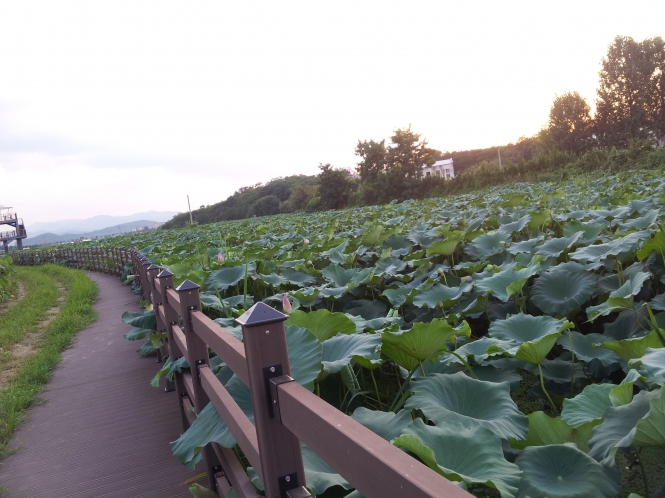 안심 연밭길.