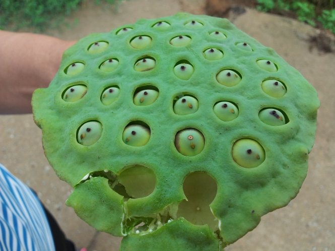 연자육.. 연밥이라고도 합니다.