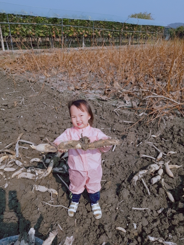 연근(특)5kg (통통암연근)
